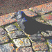 Oiseau suédois sympatique - Friendly swedish bird -  Båstad.  Suède / Sweden.   Octobre 2008 -  Postérisation photofiltrée