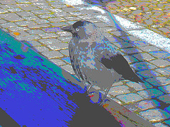 Oiseau suédois sympatique - Friendly swedish bird -  Båstad.  Suède / Sweden.   Octobre 2008 -  Postérisation photofiltrée