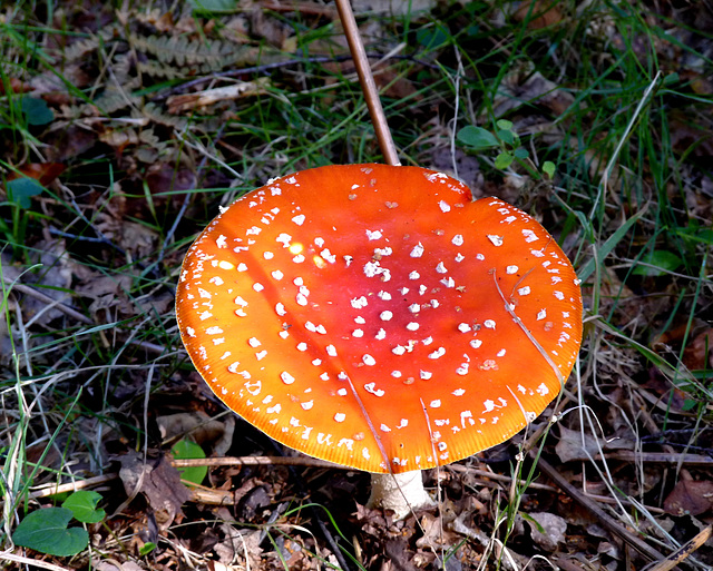 Fly Agaric