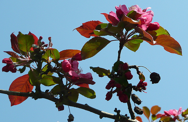 Paradiesapfel