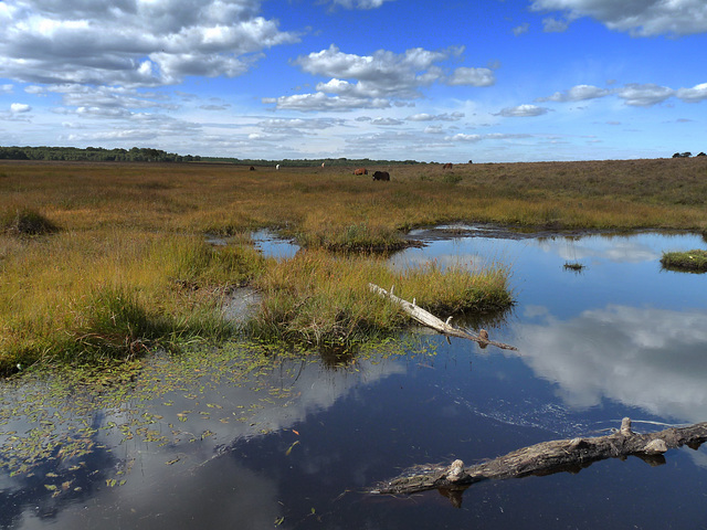 New Forest Reflections