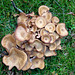 A Cluster of Fungi