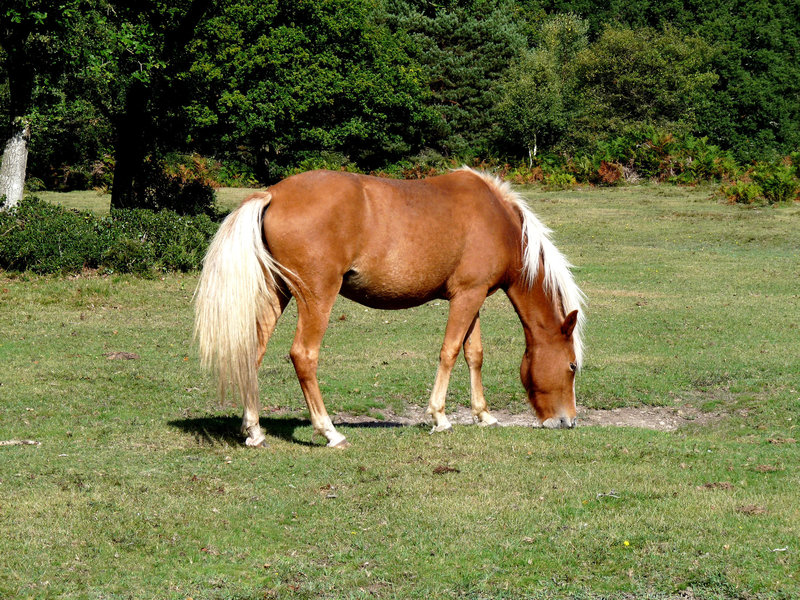 New Forest Pony