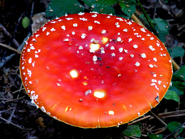 Fly Agaric