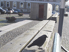 Oiseau suédois sympatique - Friendly swedish bird -  Båstad.  Suède / Sweden.   Octobre 2008 - Ombre sur pattes / Flying shadow