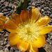Cactus Flower (0141)