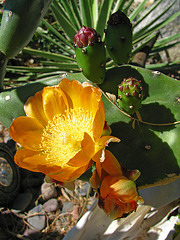 Cactus Flower (0143)