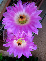 Cactus Flower (0145)