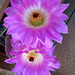 Cactus Flower (0145)