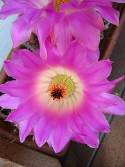 Cactus Flower (0146)