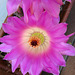 Cactus Flower (0146)
