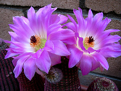 Cactus Flower (0148)