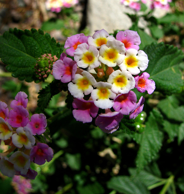 Lantana (0144)