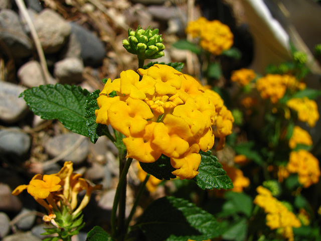 Yellow Lantana (0142)