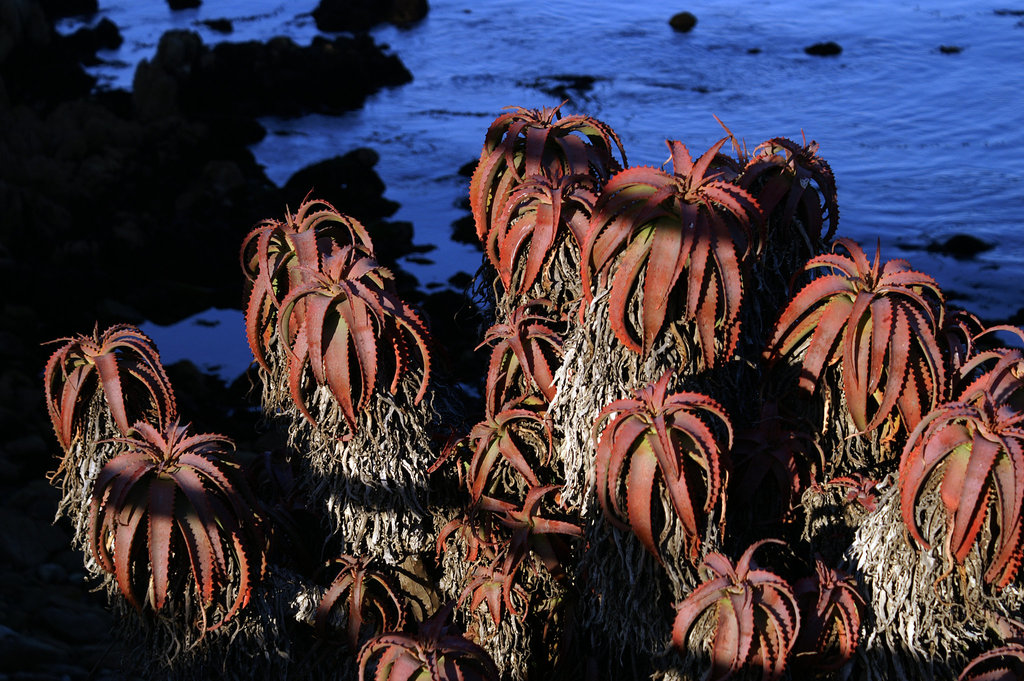Coast of the Pacific Ocean
