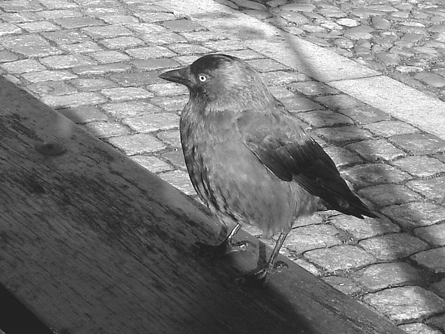 Oiseau suédois sympatique - Friendly swedish bird -  Båstad.  Suède / Sweden.   Octobre 2008-  N & B