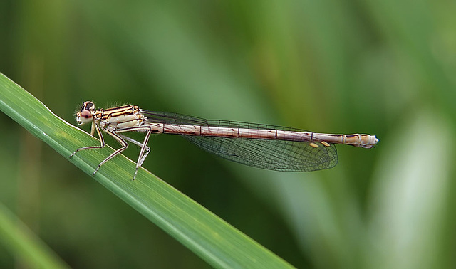 White-legged Damselfly