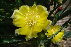 Blumen beim Nachbarn - floroj ĉe la najbaro