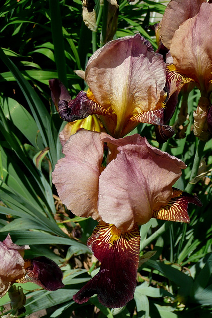 Blumen beim Nachbarn - floroj ĉe la najbaro