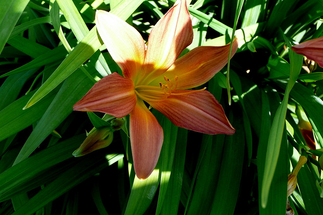 Blumen beim Nachbarn - floroj ĉe la najbaro