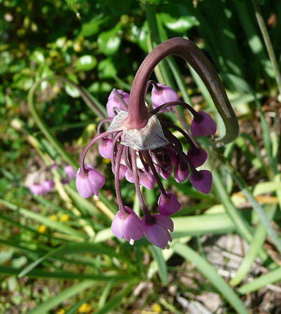 Blumen beim Nachbarn - floroj ĉe la najbaro