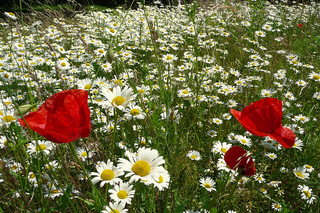 Blumen beim Nachbarn - floroj ĉe la najbaro