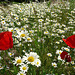 Blumen beim Nachbarn - floroj ĉe la najbaro