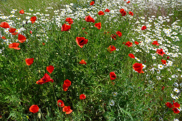 Blumen beim Nachbarn - floroj ĉe la najbaro