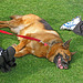 Relay For Life - Doggy Rest (0106)