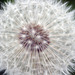 Pusteblume