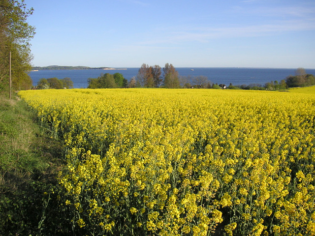 Blühender Raps auf der Insel Rügen