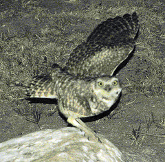 Relay For Life Owl (0083)