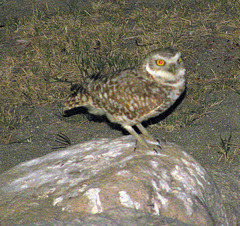 Relay For Life Owl (0084)