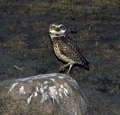 Relay For Life Owl (0099)