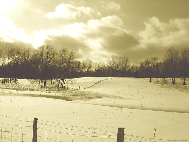 Paysages d'hiver à proximité de l'abbaye de St-Benoit-du-lac au Québec .  7 Février 2009-  Sepia