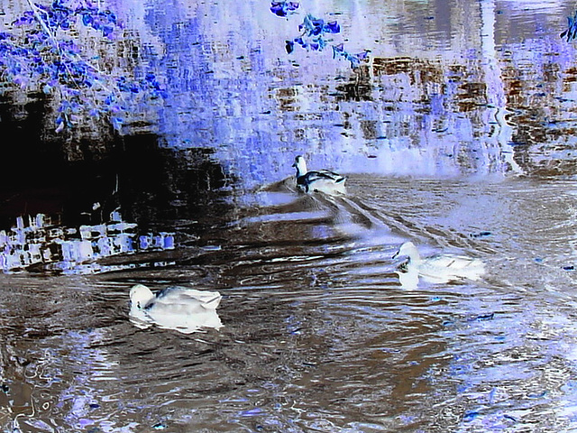 Canards sur miroir mouillé / Ducks on wet mirror  -  Ängelholm.  Suède / Sweden.  23 octobre 2008- Effet de négatif / Negative effect