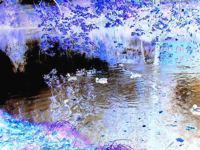 Canards sur miroir mouillé / Ducks on wet mirror  -  Ängelholm.  Suède / Sweden.  23 octobre 2008- Effet de négatif / Negative effect