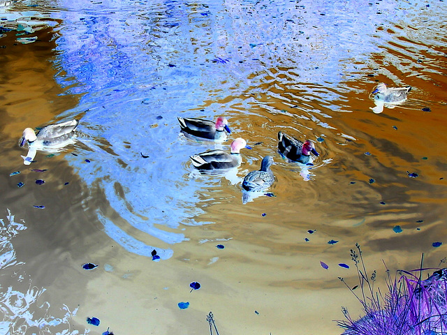 Canards sur miroir mouillé / Ducks on wet mirror  -  Ängelholm.  Suède / Sweden.  23 octobre 2008- Effet de négatif / Negative effect