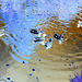 Canards sur miroir mouillé / Ducks on wet mirror  -  Ängelholm.  Suède / Sweden.  23 octobre 2008- Effet de négatif / Negative effect