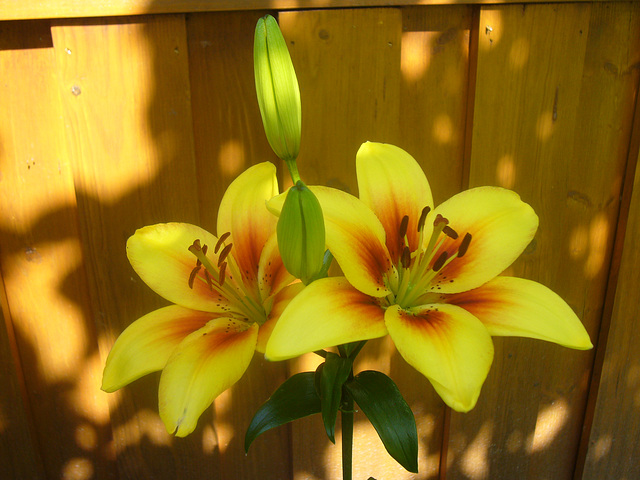 Lilien