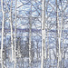 Paysages d'hiver à proximité de l'abbaye de St-Benoit-du-lac au Québec .  7 Février 2009- Contours de couleurs