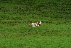 Solitary Cow