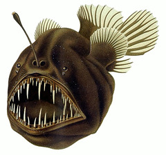 anglerfish -fiŝkaptista fiŝo /ankaŭ nomata 'mardiablo'