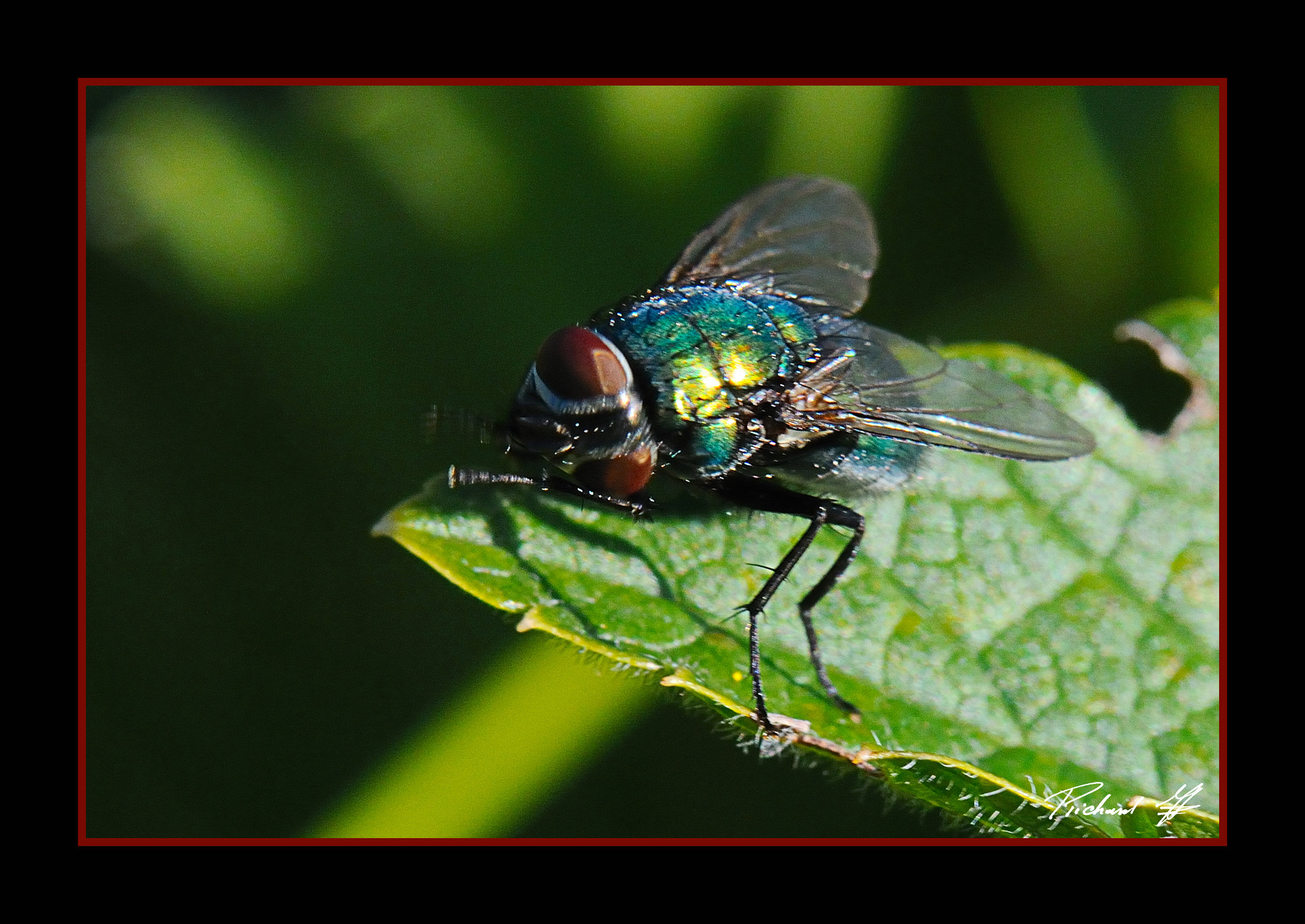 Mouche