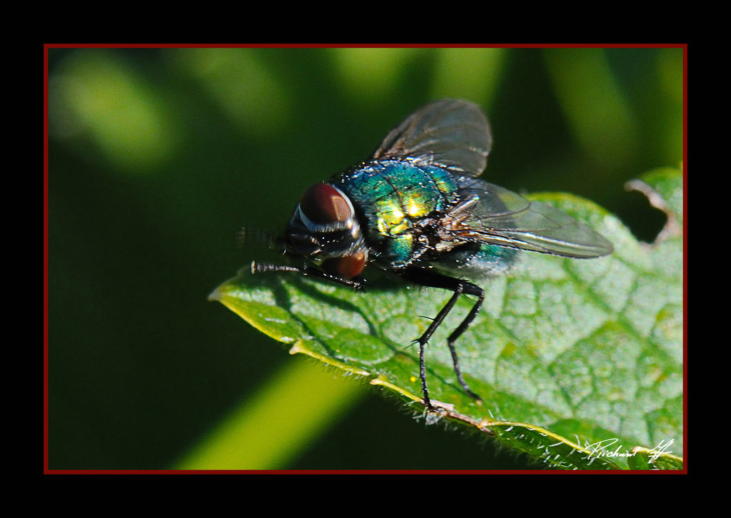 Mouche