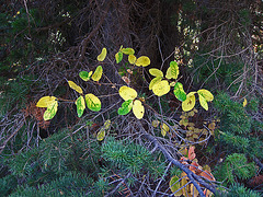 Foliage Near Jenny Lake (0589)