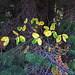 Foliage Near Jenny Lake (0589)