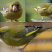 Greenfinch at breakfast