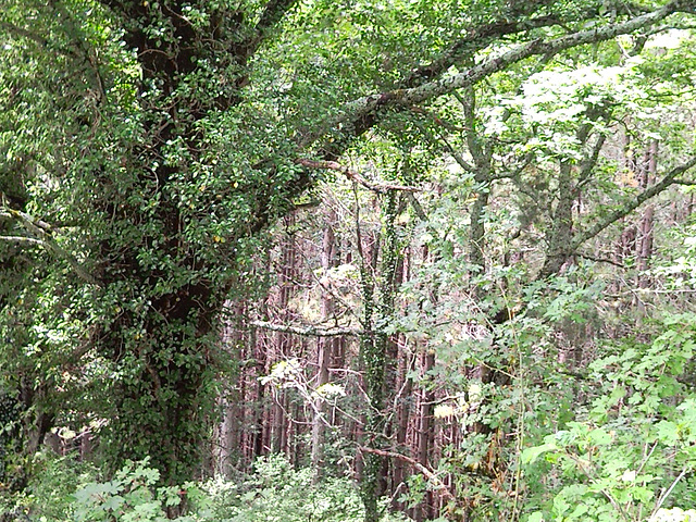 Bosque en el monte de Muskilda (Navarra)