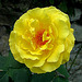 Rose im Garten vom Schloss Mirabell
